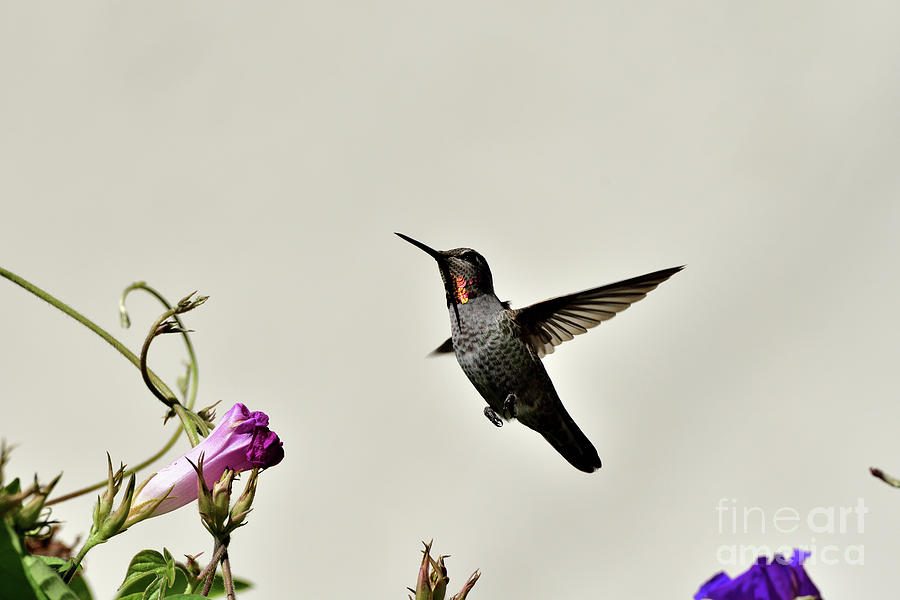 Annas Hummingbird  #5 Photograph by Amazing Action Photo Video