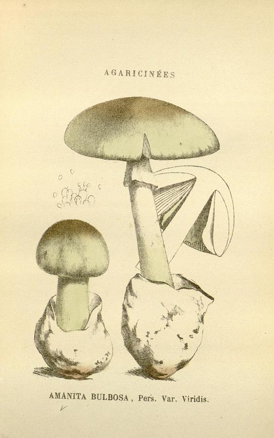 Antique Mushroom Illustration #5 Mixed Media by World Art Collective