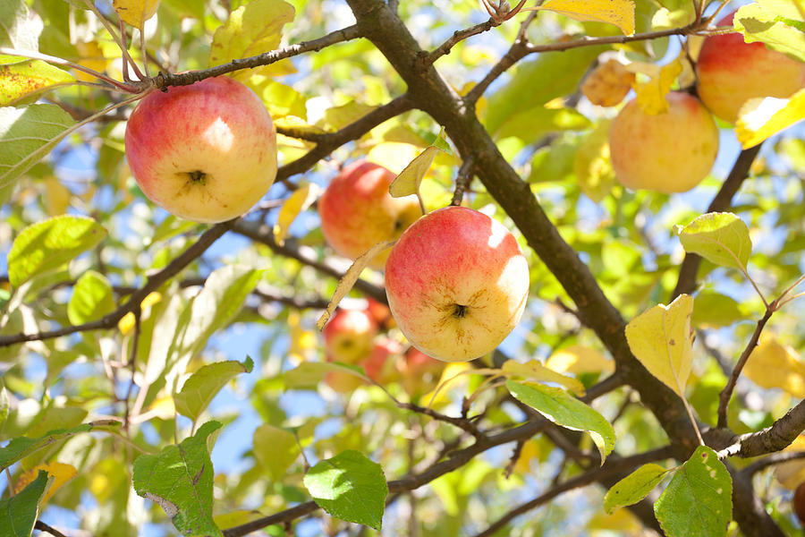 Apples On Branch #5 Photograph by Alexandrumagurean