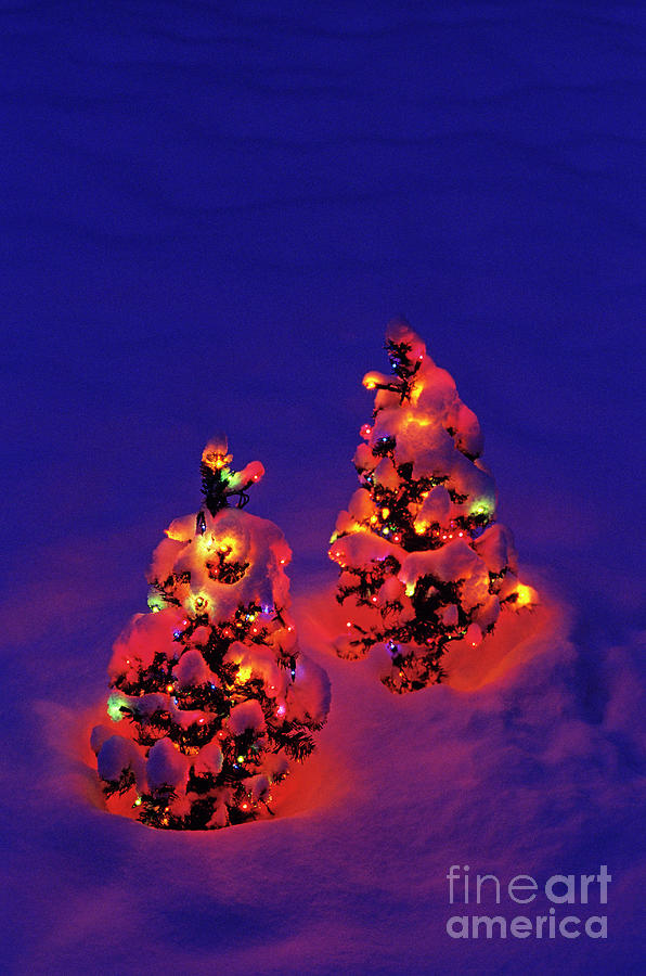 Artificial Christmas Trees In Snow #5 Photograph by Jim Corwin
