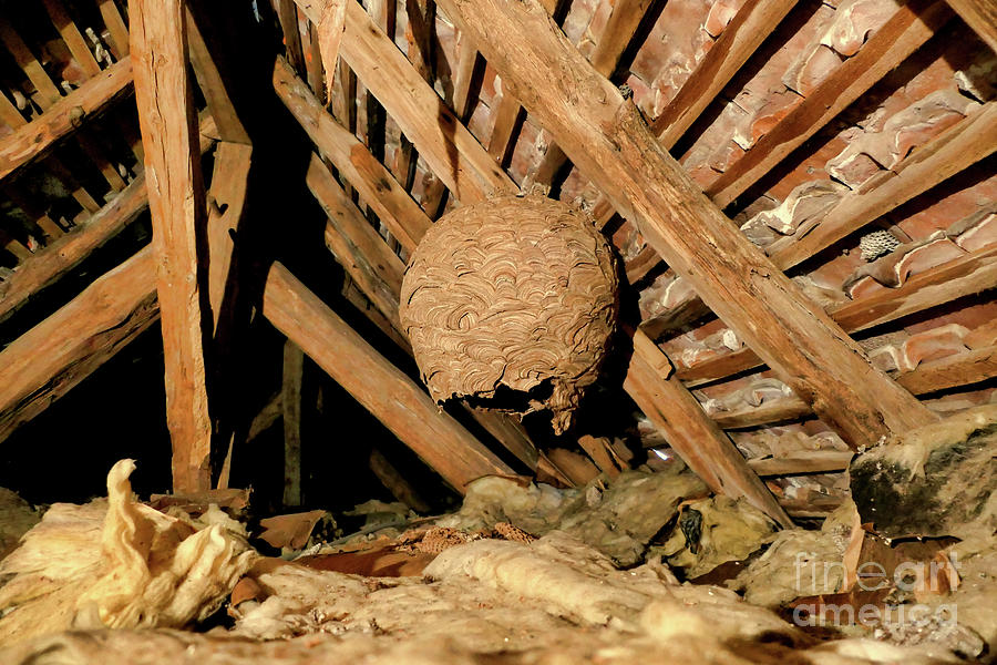 Asian Hornet Nest Photograph By Stephen Farhall Fine Art America   5 Asian Hornet Nest Stephen Farhall 