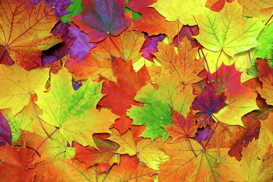 Autumn Colorful Leaves Background #5 Photograph by Mikhail Kokhanchikov