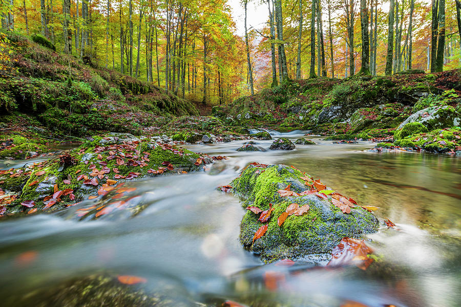 Autumn In The Woods And In The Magical Stream. Arzino, Place Of Fairies. Photograph