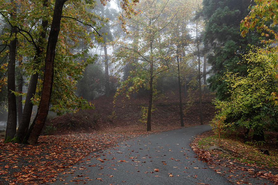 Autumn landscape with trees and Autumn leaves on the ground after rain #6 Photograph by Michalakis Ppalis