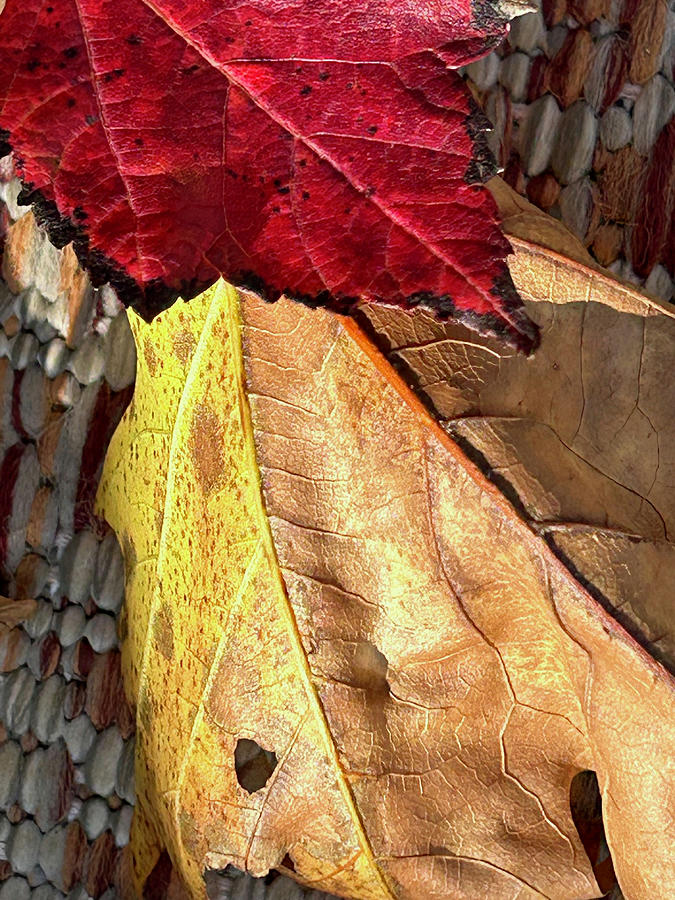 Autumn Leaves #5 Photograph by KG Thienemann