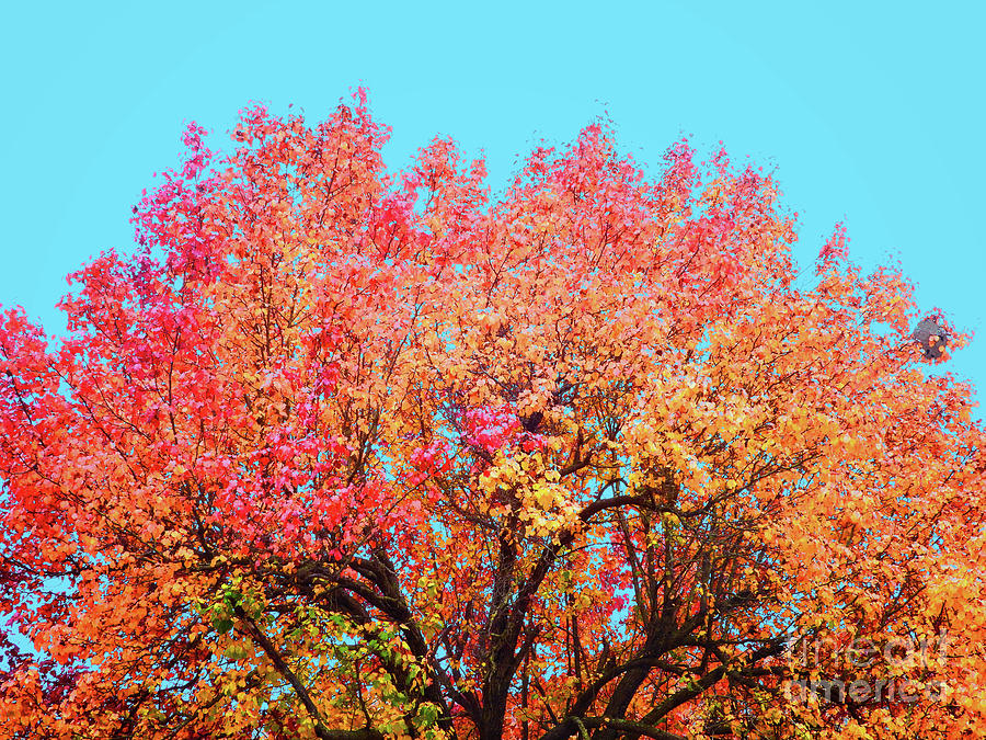 Autumn Leaves #5 Photograph by Scott Cameron