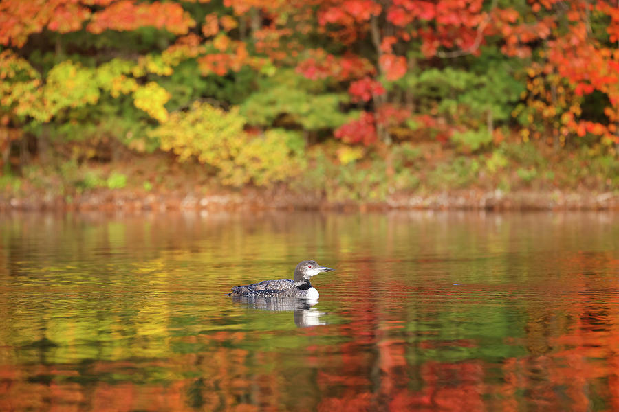 Autumn Loon #5 Photograph by Brook Burling