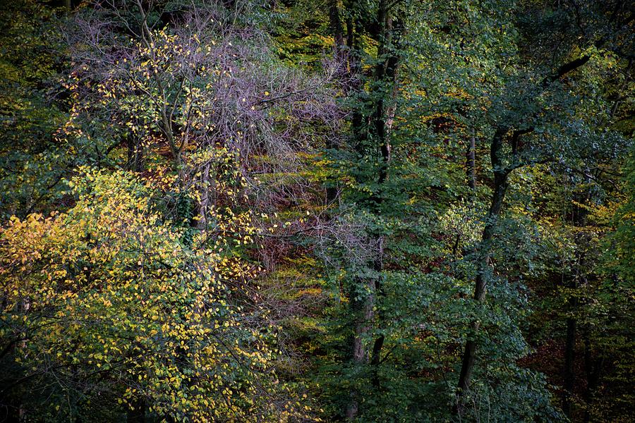 Autumn vibes #6 Photograph by Robert Grac