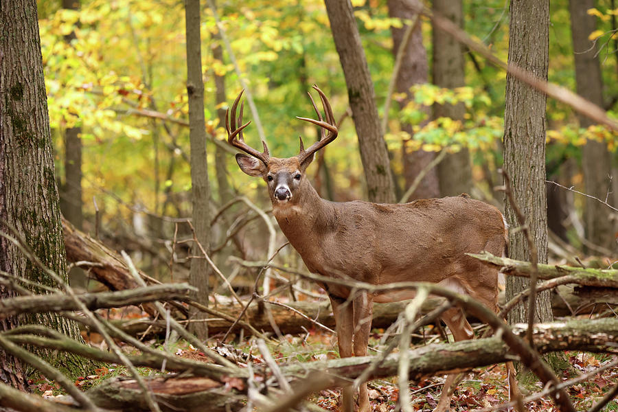 Autumn Whitetail Buck #5 Photograph by Brook Burling