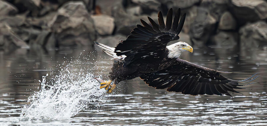 Bald Eagle #5 Photograph by Alan Moore Bald Eagle #5 Photograph by Alan Moore