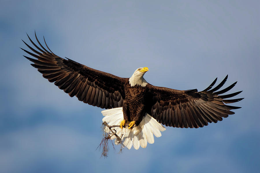 Bald Eagle #5 Photograph by Bill Dodsworth
