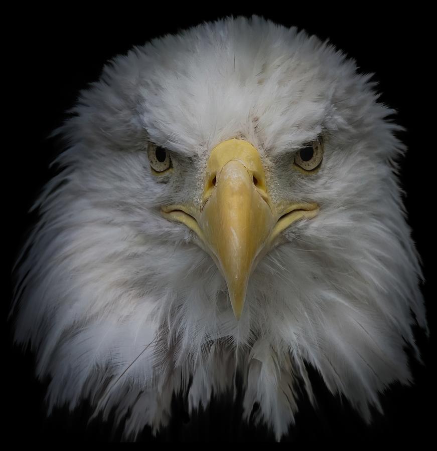 Bald Eagle #5 Photograph by Ernest Echols