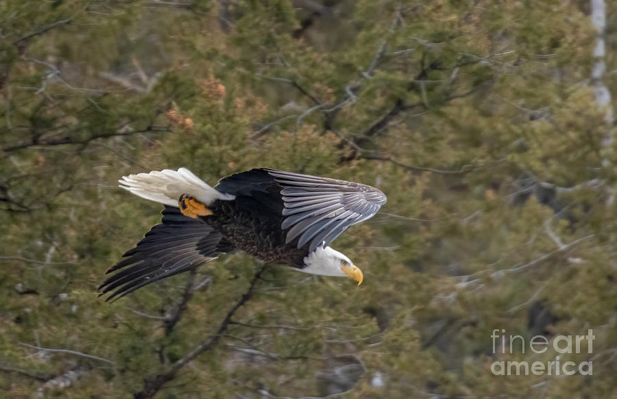 Bald Eagle in Eleven Mile Canyon #6 Photograph by Steven Krull