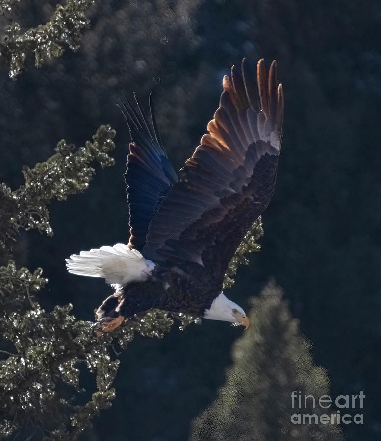 Bald Eagles in Eleven Mile Canyon #5 Photograph by Steven Krull