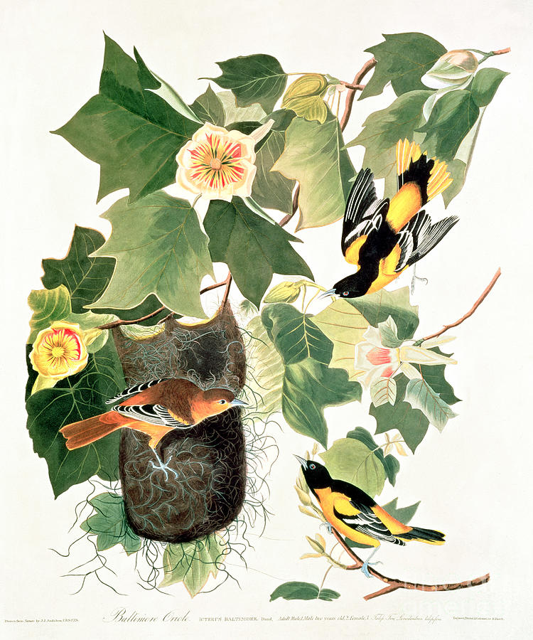 John James Audubon Painting - Baltimore Oriole by John James Audubon