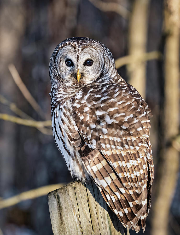 Barred Owl Photograph by Brad Bellisle