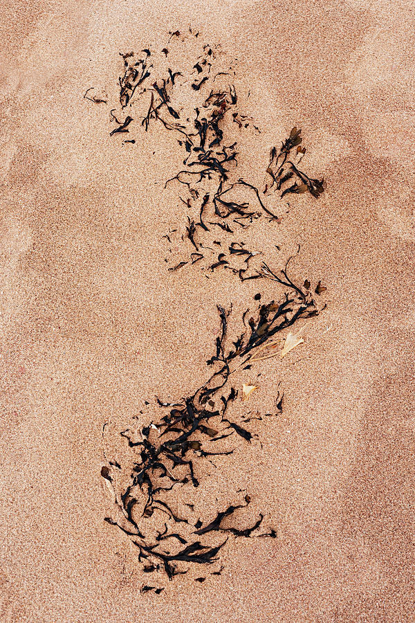 Beach Abstract #5 Photograph by Shankar Adiseshan