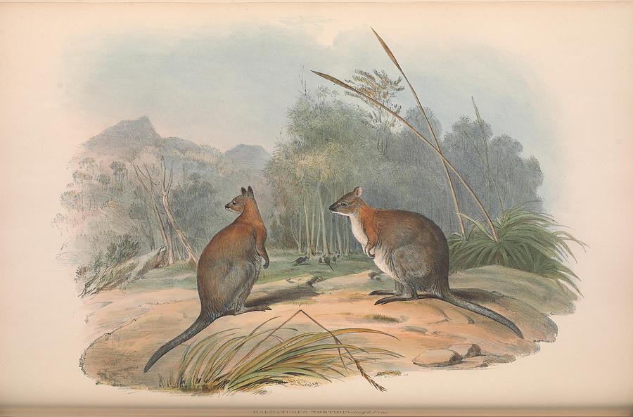 Beautiful Antique Australian Kangaroo Mixed Media by Beautiful Nature ...