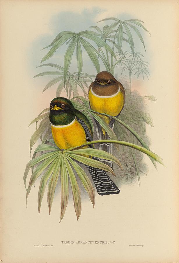 Beautiful Birds by John Gould Mixed Media by World Art Collective