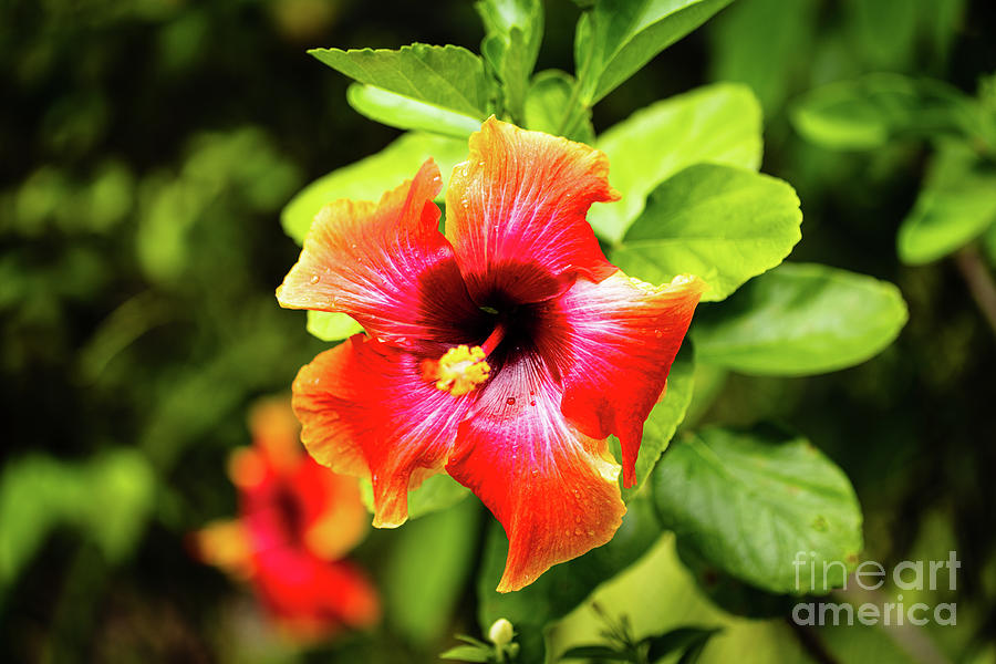 Beautiful Hibiscus #5 Photograph by Raul Rodriguez