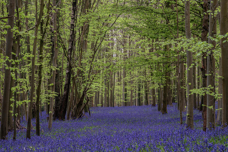 Beautiful Soft Spring Light In Bluebell Forest In English Countr Photograph