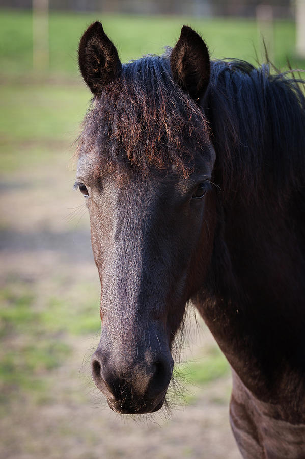 Beauty foal - friesian horse stallion Photograph by Lubos Chlubny ...