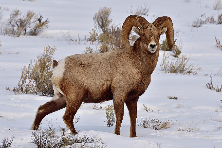 Big Horn Ram Photograph by Brian Wartchow - Fine Art America