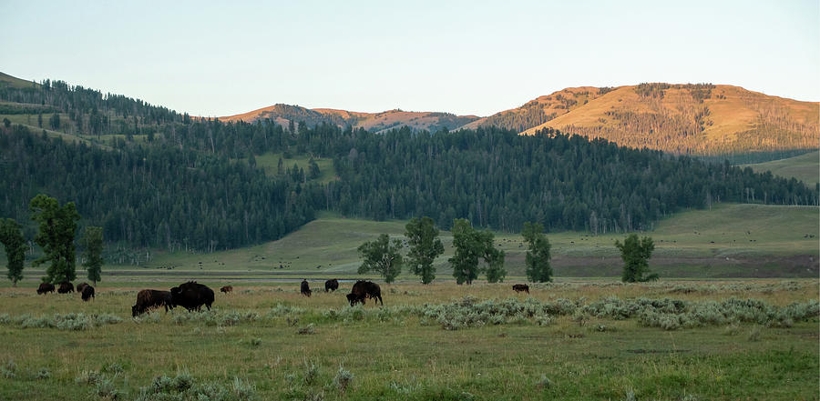 Bison graze in Lamar Valleyat Yellowstone National #5 Photograph by Alex Grichenko