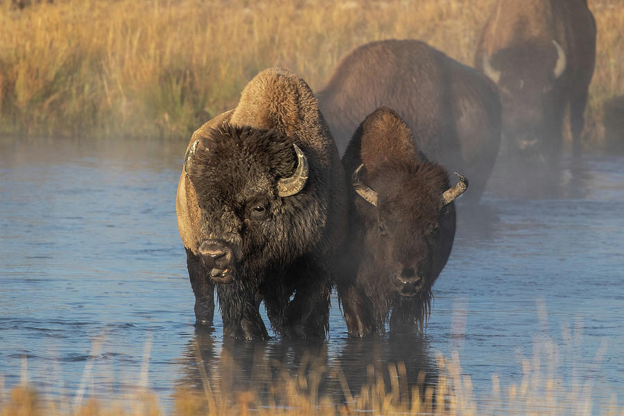 Bison #5 Photograph by Julie Argyle