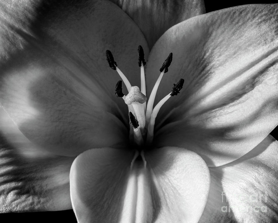 Black And White Flower #5 Photograph by Gunnar Orn Arnason