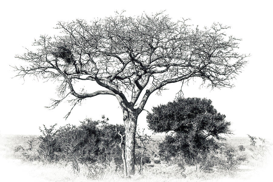 Black and White Tree Collector Edition #5 Photograph by Keith Carey