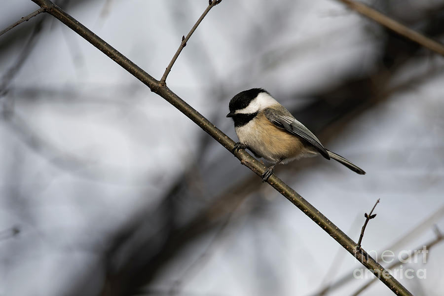 Black Capped Chickadee #5 Photograph by JT Lewis