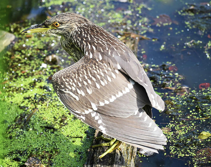 Black Crowned Night Heron Photograph by Erin Lawlor - Fine Art America