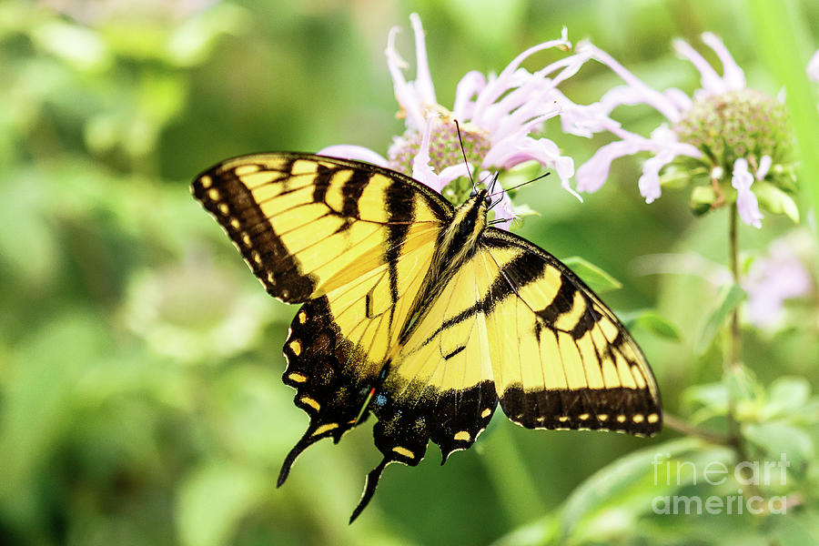 Black Swallowtail Butterfly #5 Photograph by Ben Graham
