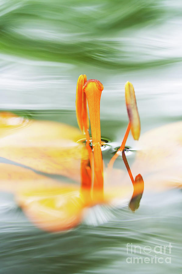 Lily Photograph - Bloom of lily #5 by Michal Boubin