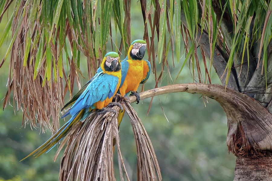 Blue and Yellow Macaw Doncello Caqueta Colombia #5 Photograph by Adam Rainoff