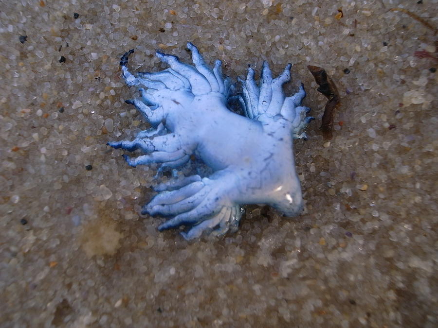 Blue Dragon, Glaucus Atlanticus, Blue Sea Slug #5 Photograph by S.Rohrlach