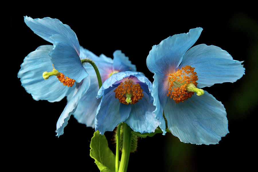 Blue Poppies #4 Photograph by Louise Tanguay