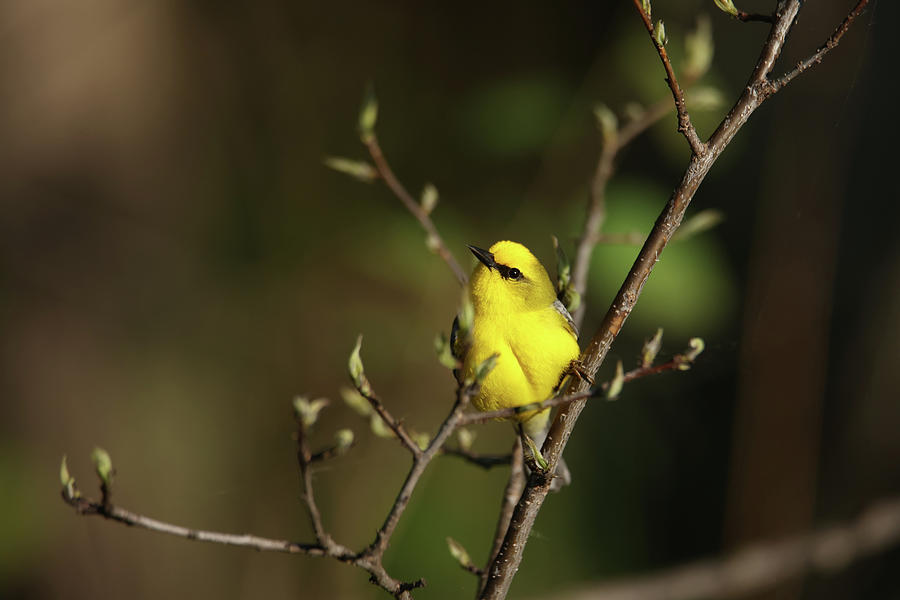 Blue Winged Warbler #5 Photograph by Brook Burling