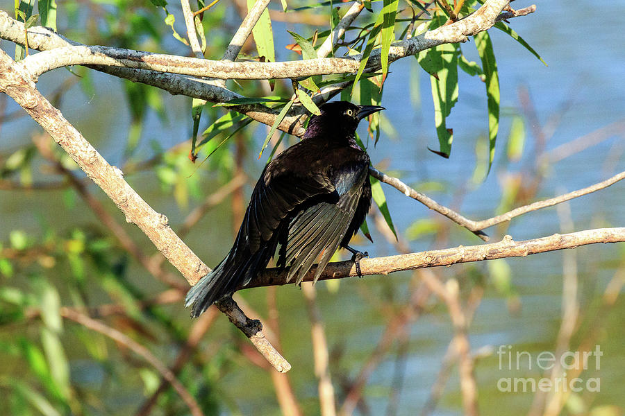 Boat Tailed Grackle #5 Photograph by Ben Graham