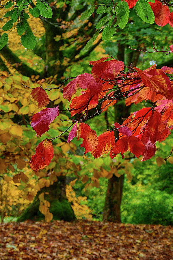 Brightly colored autumn leaves in  Arboretum #5 Photograph by Steve Estvanik