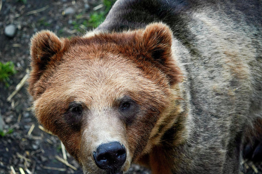 Brown Bear - Sitka, Alaska Photograph by Dee Omer - Fine Art America