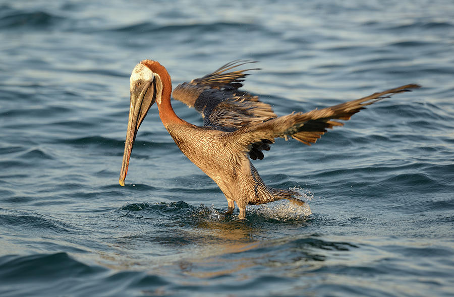 Brown Pelican, Pelecanus occidentalis, Elizabeth Bay, Isabela Island, Galapagos Islands, Ecuador #5 Photograph by Kevin Oke