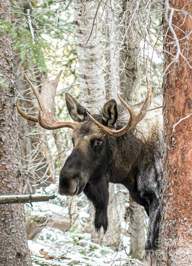 Bull Moose #5 Photograph by Patrick Nowotny