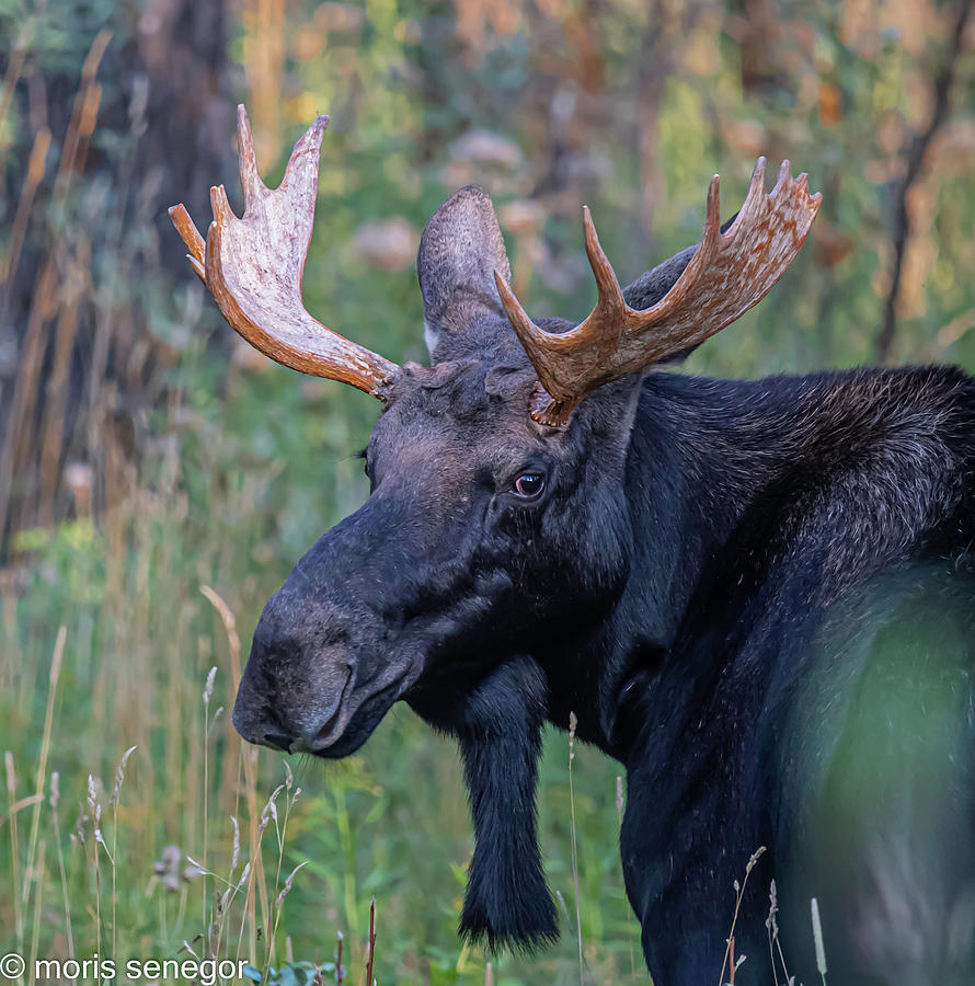 Bull moose, Wilson, WY #5 Photograph by Moris Senegor