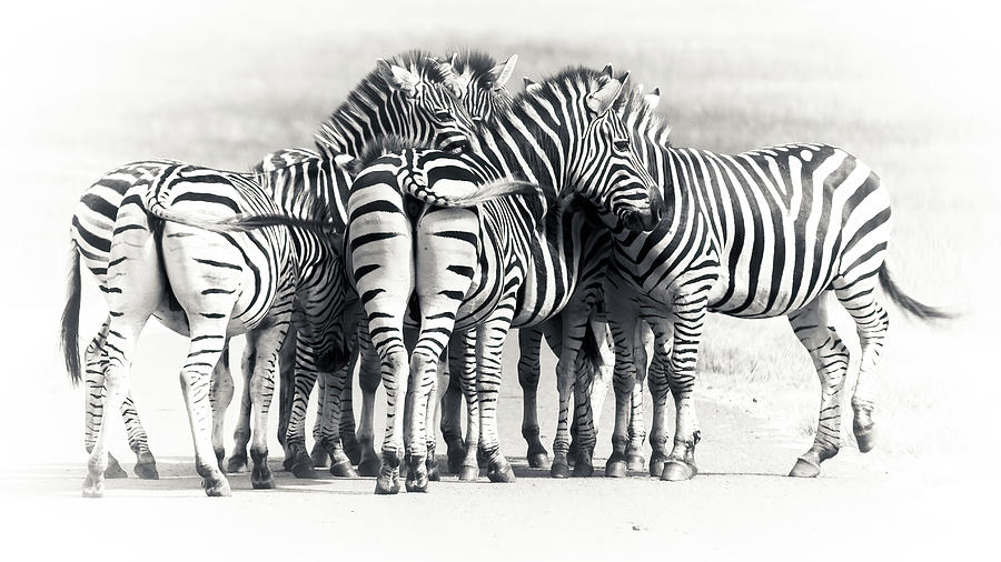 Burchelles Zebra #6 Photograph by Keith Carey