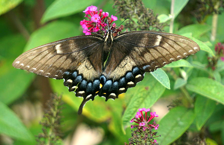 Butterfly #5 Photograph by Caryn La Greca