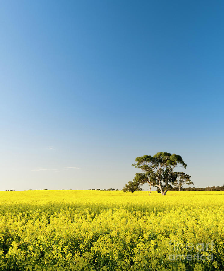 Canola Field #5 Photograph by THP Creative