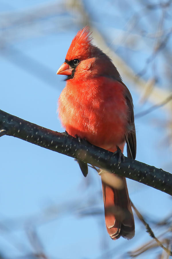 Cardinal #5 Photograph by Brook Burling