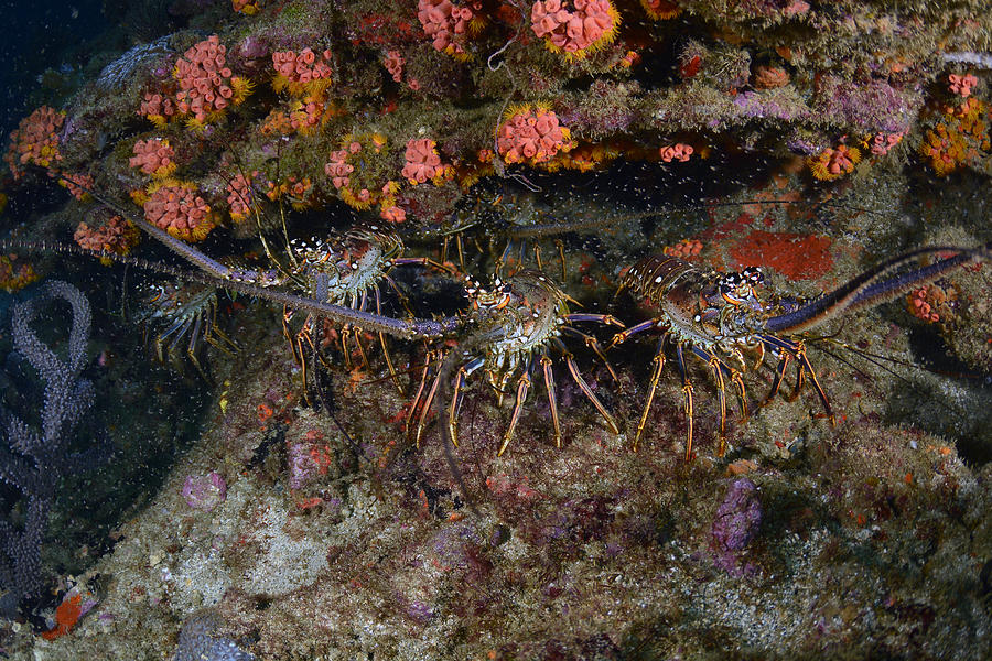 Caribbean Spiny Lobsters. #5 Photograph by Humberto Ramirez